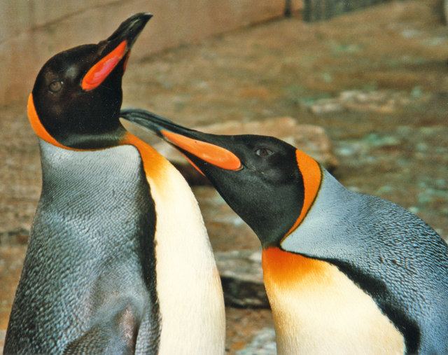 King penguins at Birdland, Bourton-on-the-Water